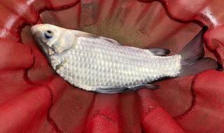 虎年开工第一天多地下大雪 虎年开工第一天多地下大雪