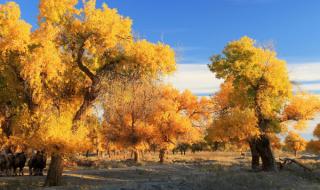 用一生换你一次初相遇