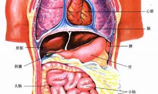 下腹部有哪些器官图片 下腹部有哪些器官图片