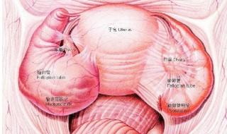 下腹部有哪些器官图片 下腹部有哪些器官图片