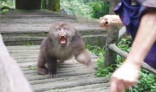 3岁女童家门口玩耍被野猴拖 女童玩耍时被野猴拖走