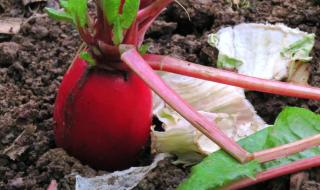 三种人不适合吃萝卜 三种人不适合吃萝卜